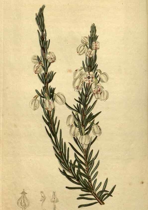 Reproducción/Reproduction 34345899424: Curtis's botanical magazine.. London ; New York [etc.] :Academic Press [etc.]