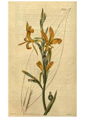 Reproducción/Reproduction 34345900824: Curtis's botanical magazine.. London ; New York [etc.] :Academic Press [etc.]