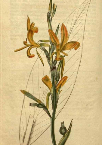 Reproducción/Reproduction 34345900824: Curtis's botanical magazine.. London ; New York [etc.] :Academic Press [etc.]
