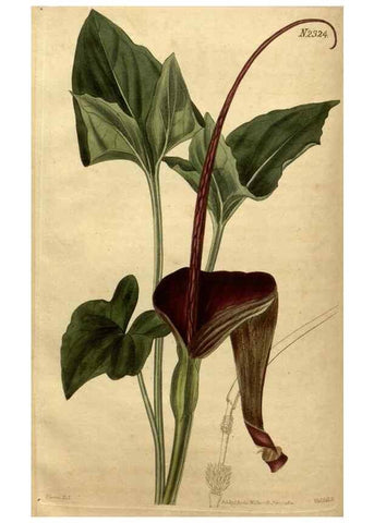 Reproducción/Reproduction 34803925100: Curtis's botanical magazine.. London ; New York [etc.] :Academic Press [etc.]