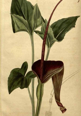 Reproducción/Reproduction 34803925100: Curtis's botanical magazine.. London ; New York [etc.] :Academic Press [etc.]