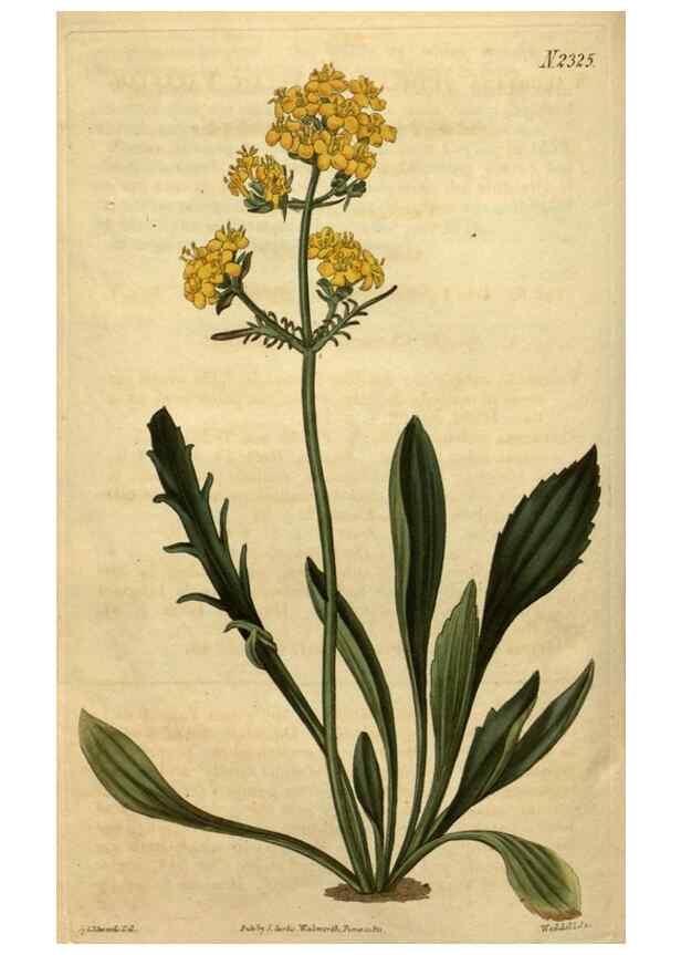 Reproducción/Reproduction 34803927640: Curtis's botanical magazine.. London ; New York [etc.] :Academic Press [etc.]