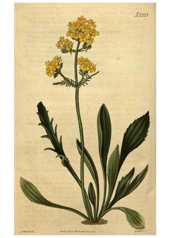 Reproducción/Reproduction 34803927640: Curtis's botanical magazine.. London ; New York [etc.] :Academic Press [etc.]