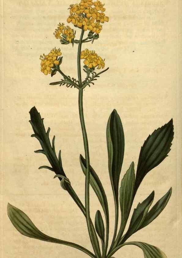 Reproducción/Reproduction 34803927640: Curtis's botanical magazine.. London ; New York [etc.] :Academic Press [etc.]