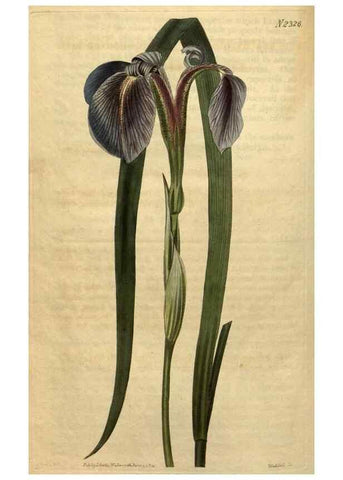 Reproducción/Reproduction 34345905014: Curtis's botanical magazine.. London ; New York [etc.] :Academic Press [etc.]