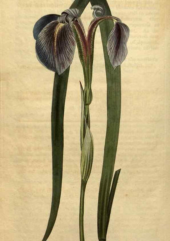 Reproducción/Reproduction 34345905014: Curtis's botanical magazine.. London ; New York [etc.] :Academic Press [etc.]