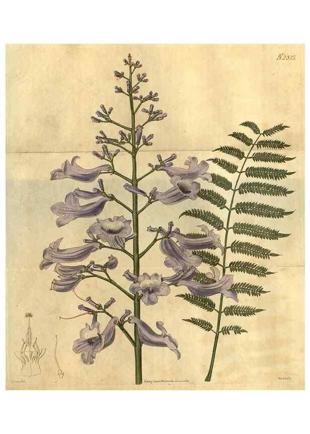Reproducción/Reproduction 35025203072: Curtis's botanical magazine.. London ; New York [etc.] :Academic Press [etc.]