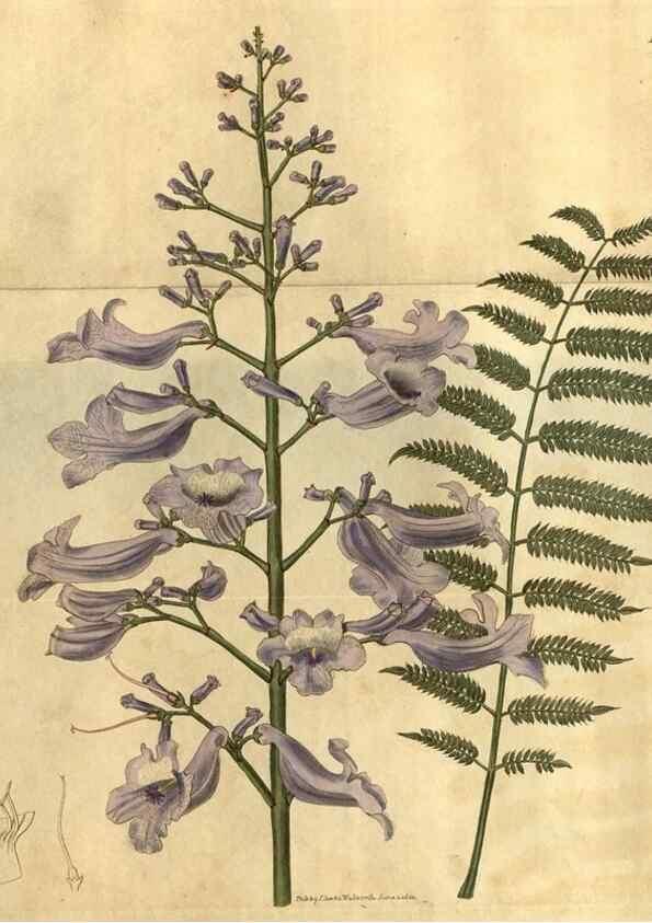 Reproducción/Reproduction 35025203072: Curtis's botanical magazine.. London ; New York [etc.] :Academic Press [etc.]