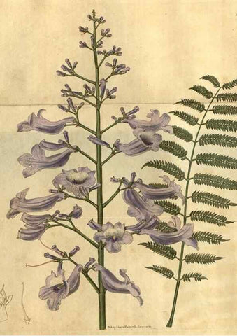 Reproducción/Reproduction 35025203072: Curtis's botanical magazine.. London ; New York [etc.] :Academic Press [etc.]
