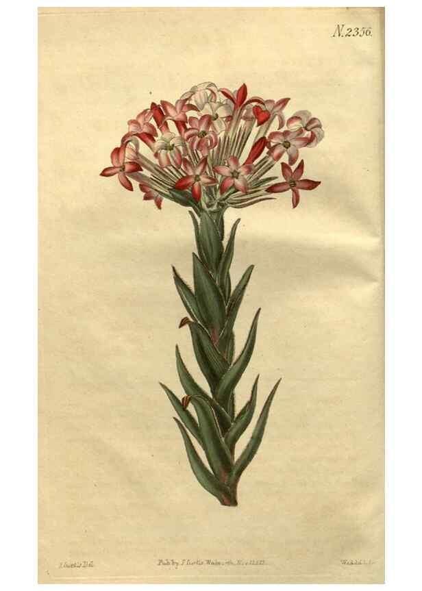 Reproducción/Reproduction 35150393776: Curtis's botanical magazine.. London ; New York [etc.] :Academic Press [etc.]