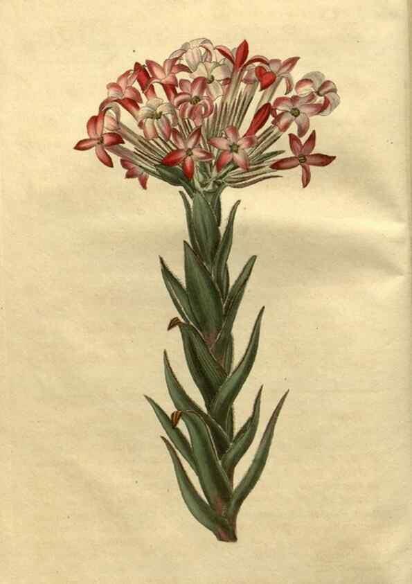 Reproducción/Reproduction 35150393776: Curtis's botanical magazine.. London ; New York [etc.] :Academic Press [etc.]