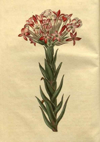 Reproducción/Reproduction 35150393776: Curtis's botanical magazine.. London ; New York [etc.] :Academic Press [etc.]