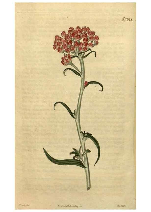 Reproducción/Reproduction 35025203772: Curtis's botanical magazine.. London ; New York [etc.] :Academic Press [etc.]