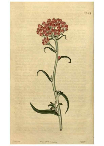 Reproducción/Reproduction 35025203772: Curtis's botanical magazine.. London ; New York [etc.] :Academic Press [etc.]