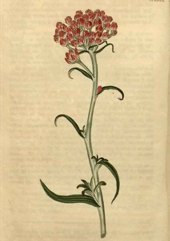 Reproducción/Reproduction 35025203772: Curtis's botanical magazine.. London ; New York [etc.] :Academic Press [etc.]