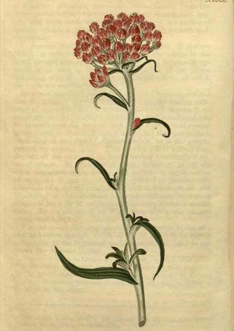 Reproducción/Reproduction 35025203772: Curtis's botanical magazine.. London ; New York [etc.] :Academic Press [etc.]