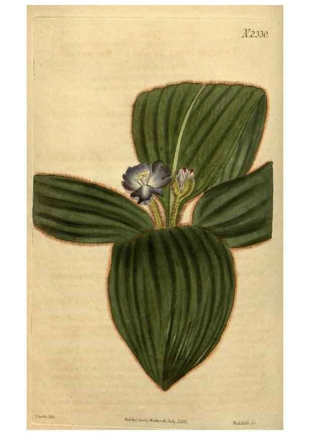 Reproducción/Reproduction 35025205662: Curtis's botanical magazine.. London ; New York [etc.] :Academic Press [etc.]