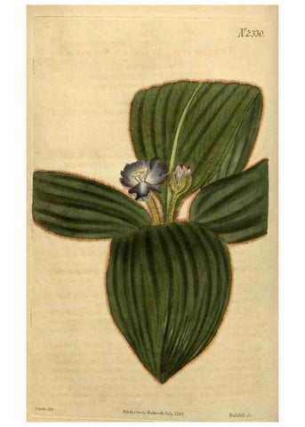 Reproducción/Reproduction 35025205662: Curtis's botanical magazine.. London ; New York [etc.] :Academic Press [etc.]