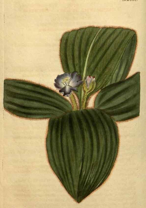 Reproducción/Reproduction 35025205662: Curtis's botanical magazine.. London ; New York [etc.] :Academic Press [etc.]