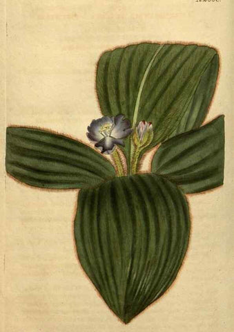 Reproducción/Reproduction 35025205662: Curtis's botanical magazine.. London ; New York [etc.] :Academic Press [etc.]