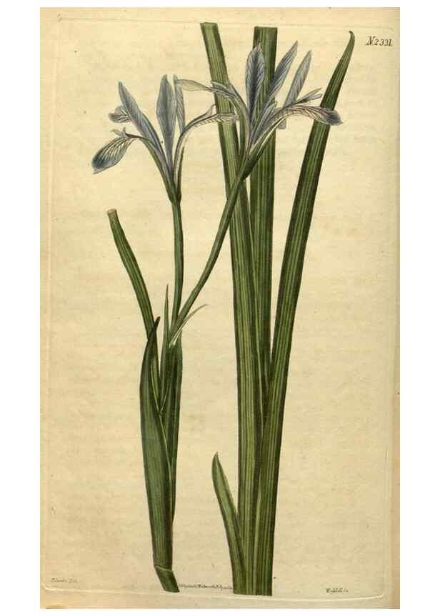 Reproducción/Reproduction 35025206702: Curtis's botanical magazine.. London ; New York [etc.] :Academic Press [etc.]