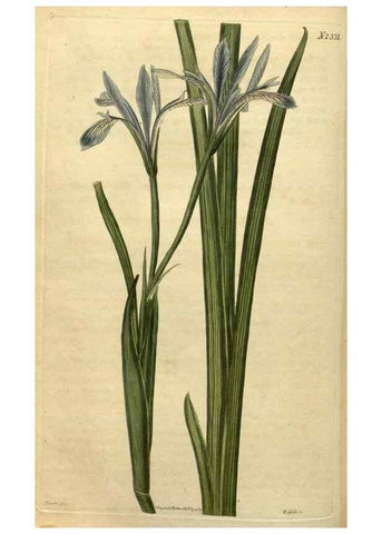 Reproducción/Reproduction 35025206702: Curtis's botanical magazine.. London ; New York [etc.] :Academic Press [etc.]