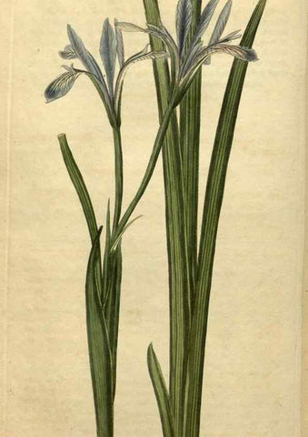 Reproducción/Reproduction 35025206702: Curtis's botanical magazine.. London ; New York [etc.] :Academic Press [etc.]