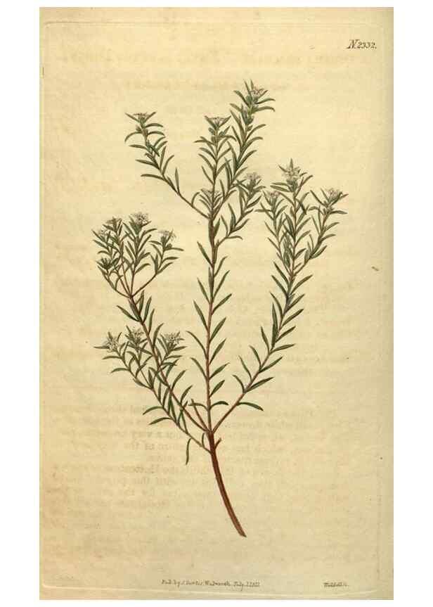 Reproducción/Reproduction 35025207432: Curtis's botanical magazine.. London ; New York [etc.] :Academic Press [etc.]