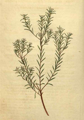 Reproducción/Reproduction 35025207432: Curtis's botanical magazine.. London ; New York [etc.] :Academic Press [etc.]