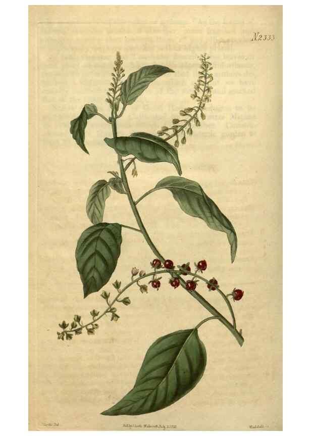 Reproducción/Reproduction 35025208412: Curtis's botanical magazine.. London ; New York [etc.] :Academic Press [etc.]