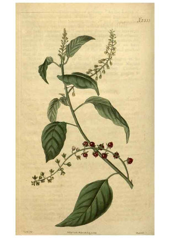 Reproducción/Reproduction 35025208412: Curtis's botanical magazine.. London ; New York [etc.] :Academic Press [etc.]