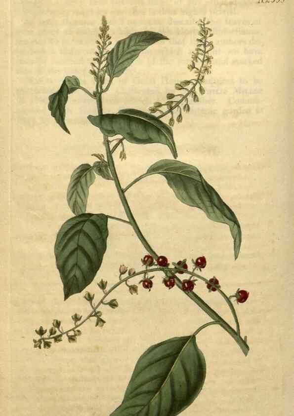 Reproducción/Reproduction 35025208412: Curtis's botanical magazine.. London ; New York [etc.] :Academic Press [etc.]