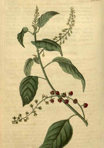 Reproducción/Reproduction 35025208412: Curtis's botanical magazine.. London ; New York [etc.] :Academic Press [etc.]