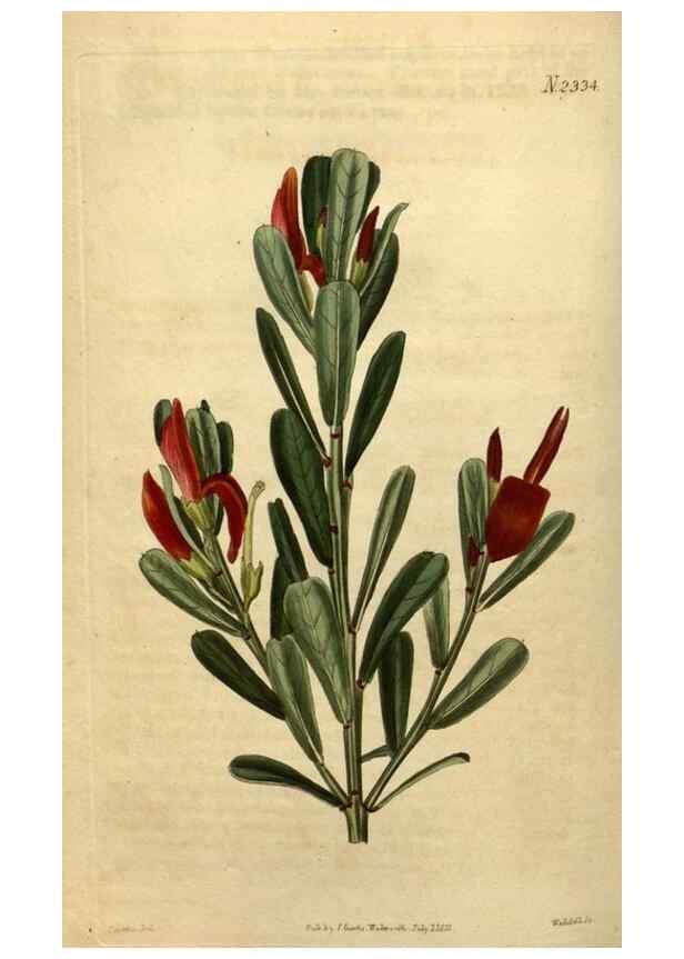 Reproducción/Reproduction 34381007833: Curtis's botanical magazine.. London ; New York [etc.] :Academic Press [etc.]