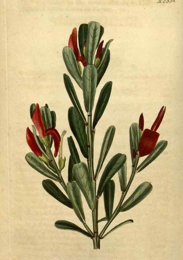 Reproducción/Reproduction 34381007833: Curtis's botanical magazine.. London ; New York [etc.] :Academic Press [etc.]