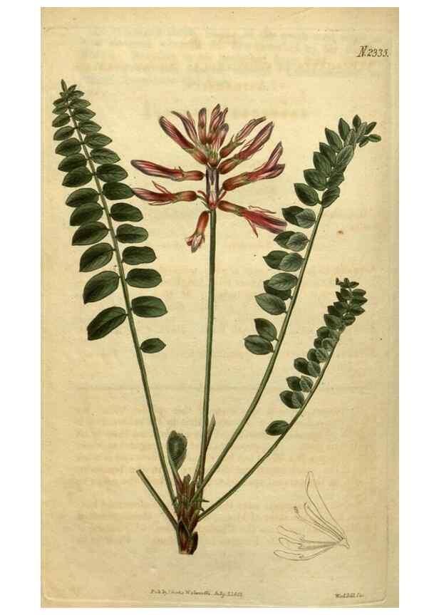 Reproducción/Reproduction 35190544655: Curtis's botanical magazine.. London ; New York [etc.] :Academic Press [etc.]