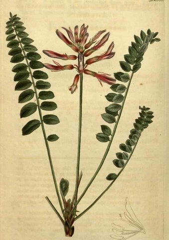Reproducción/Reproduction 35190544655: Curtis's botanical magazine.. London ; New York [etc.] :Academic Press [etc.]