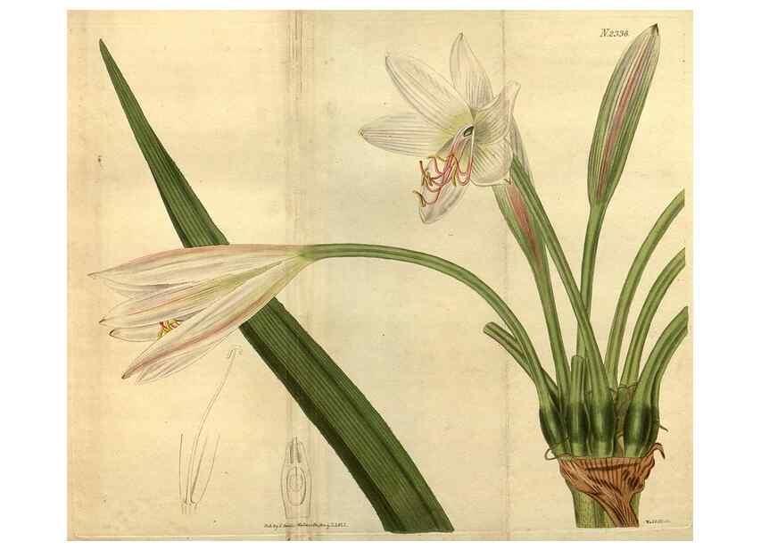 Reproducción/Reproduction 35190546305: Curtis's botanical magazine.. London ; New York [etc.] :Academic Press [etc.]