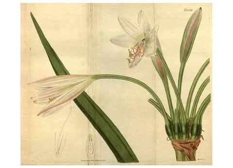 Reproducción/Reproduction 35190546305: Curtis's botanical magazine.. London ; New York [etc.] :Academic Press [etc.]
