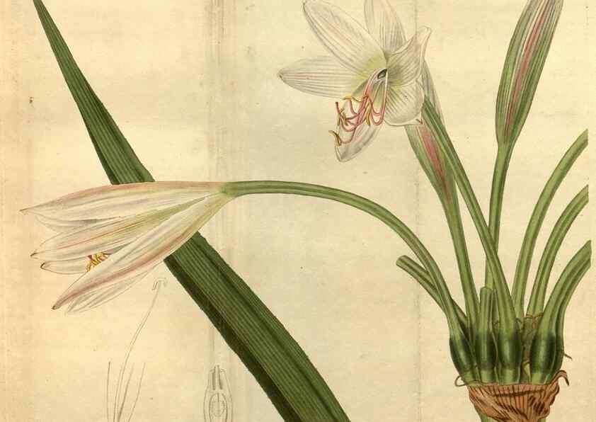 Reproducción/Reproduction 35190546305: Curtis's botanical magazine.. London ; New York [etc.] :Academic Press [etc.]