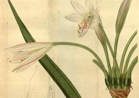 Reproducción/Reproduction 35190546305: Curtis's botanical magazine.. London ; New York [etc.] :Academic Press [etc.]