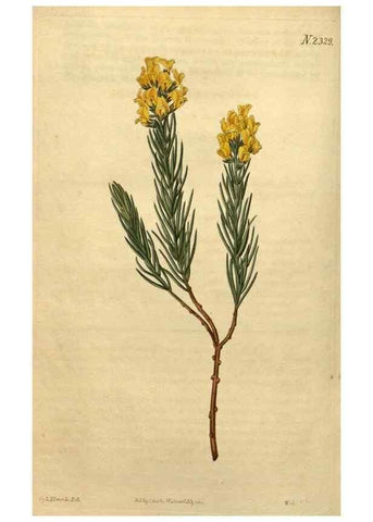 Reproducción/Reproduction 35025204572: Curtis's botanical magazine.. London ; New York [etc.] :Academic Press [etc.]