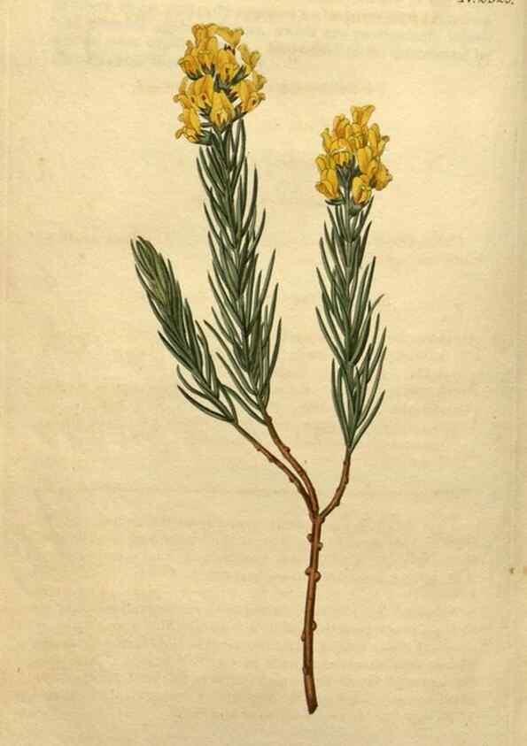 Reproducción/Reproduction 35025204572: Curtis's botanical magazine.. London ; New York [etc.] :Academic Press [etc.]