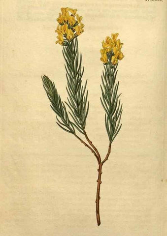 Reproducción/Reproduction 35025204572: Curtis's botanical magazine.. London ; New York [etc.] :Academic Press [etc.]