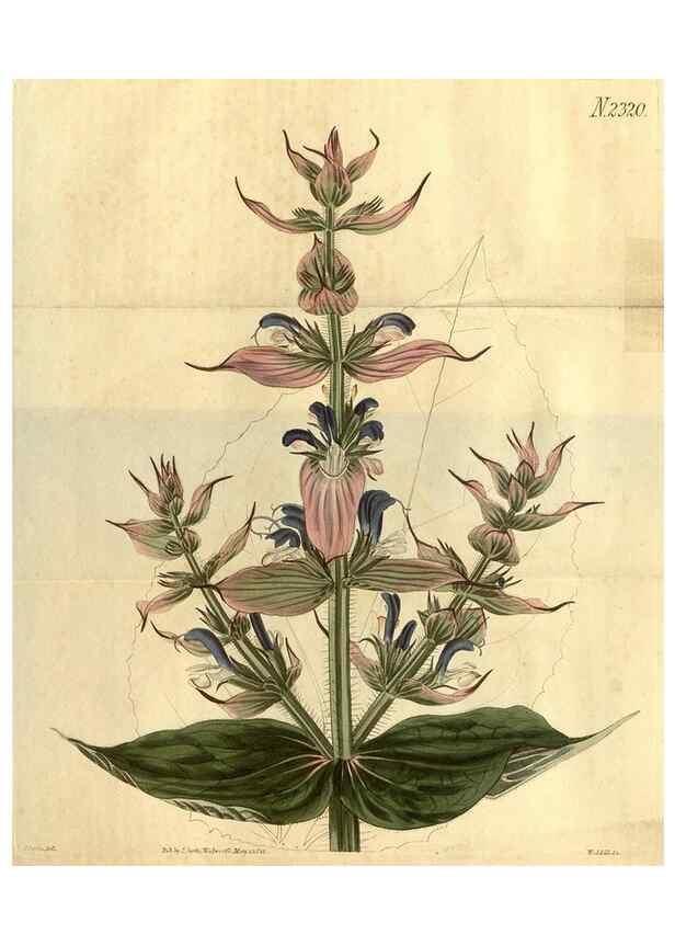 Reproducción/Reproduction 34345896744: Curtis's botanical magazine.. London ; New York [etc.] :Academic Press [etc.]