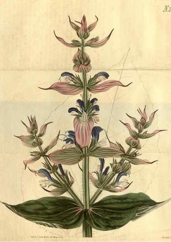 Reproducción/Reproduction 34345896744: Curtis's botanical magazine.. London ; New York [etc.] :Academic Press [etc.]
