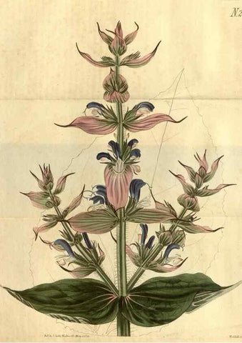 Reproducción/Reproduction 34345896744: Curtis's botanical magazine.. London ; New York [etc.] :Academic Press [etc.]