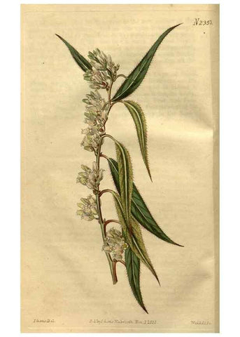 Reproducción/Reproduction 35150394696: Curtis's botanical magazine.. London ; New York [etc.] :Academic Press [etc.]