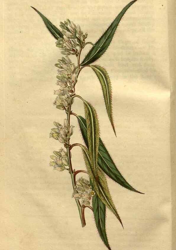 Reproducción/Reproduction 35150394696: Curtis's botanical magazine.. London ; New York [etc.] :Academic Press [etc.]