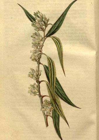 Reproducción/Reproduction 35150394696: Curtis's botanical magazine.. London ; New York [etc.] :Academic Press [etc.]
